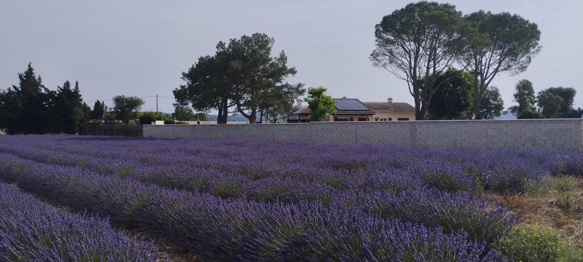 Les Garrigues De L'oluke - Privatif, Piscine, Tennis Piolenc